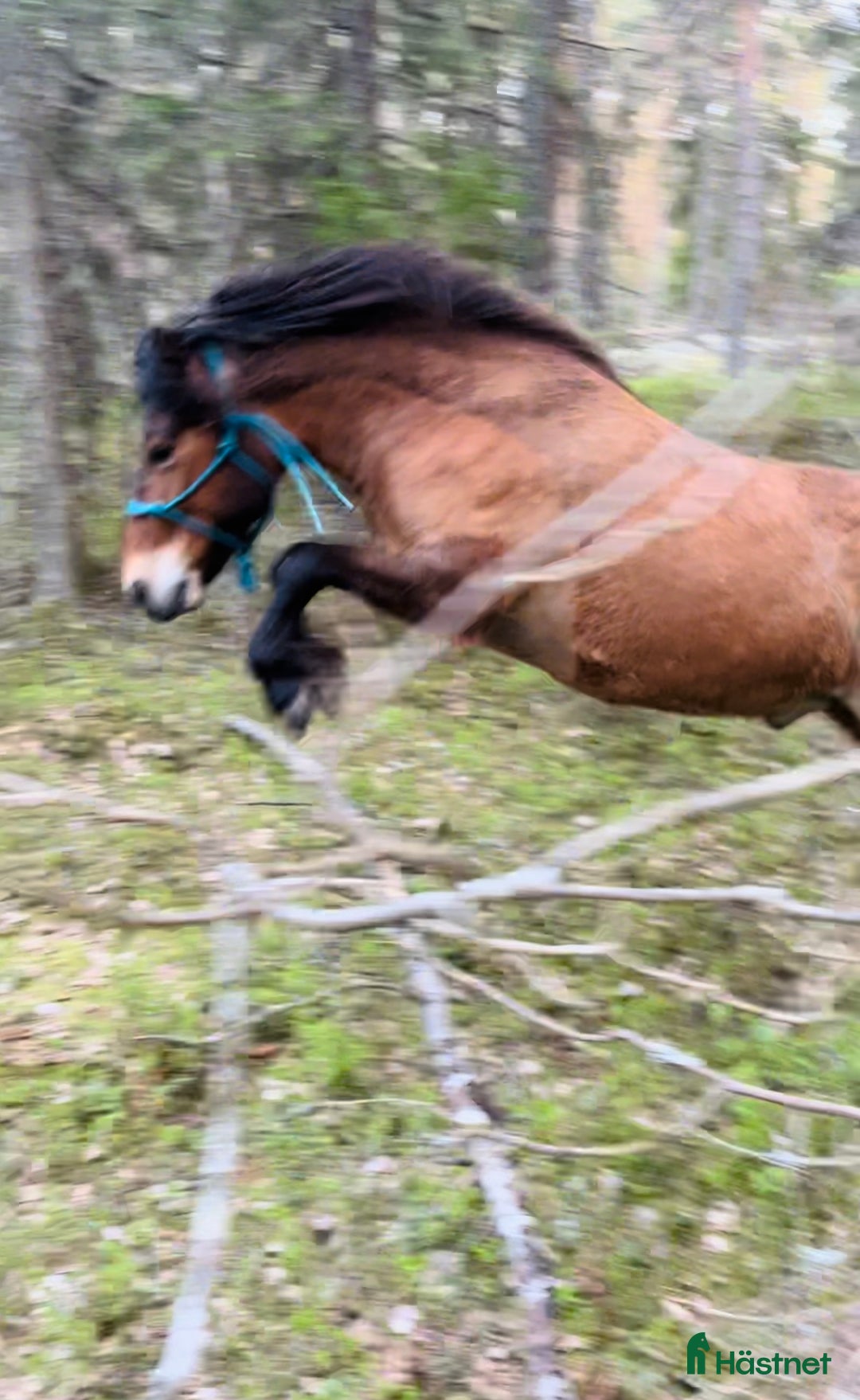 Allround hästar till salu: Allround stark korsning som gillar att hoppa i Söderköping - Annons 14