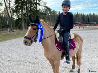 foderhäst Hel/halvfoderponny finnes - Annons 24