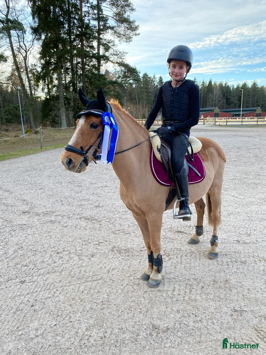  foderhäst finnes: Hel/halvfoderponny finnes i Lidköping - Annons 1