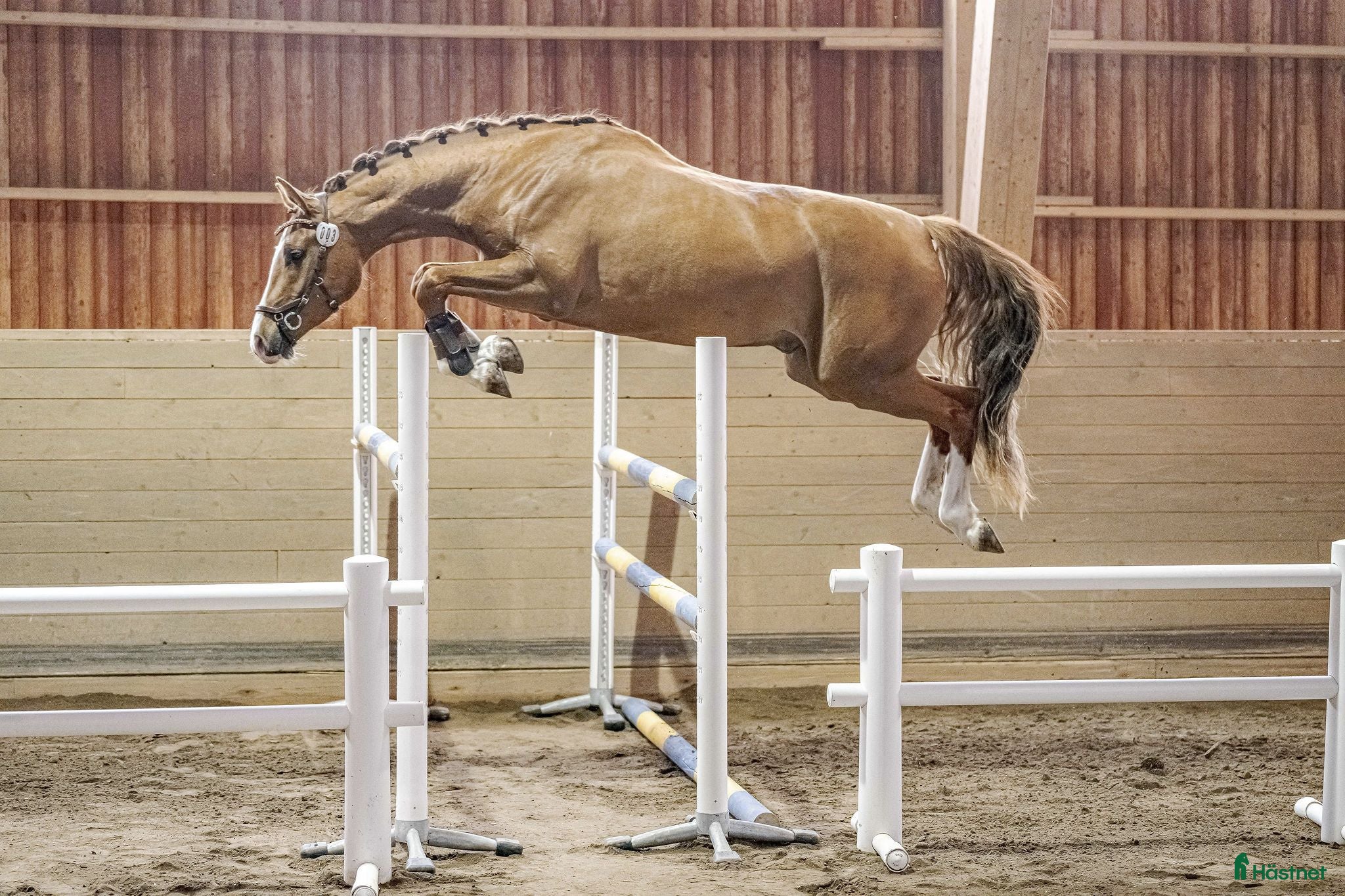  hästar 3 åring efter Try Me-K van Kattenheye-Cassini II - Annons 14