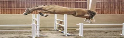 Hoppning hästar till salu: 3 åring efter Try Me-K van Kattenheye-Cassini II - Annons 1