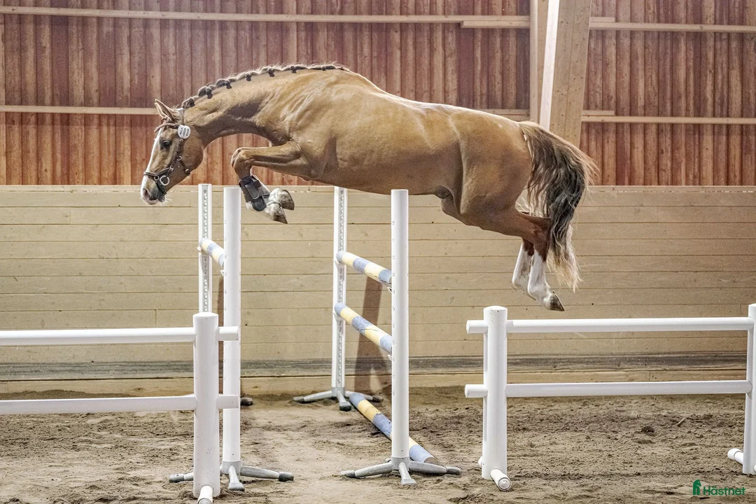 Hoppning hästar till salu: 3 åring efter Try Me-K van Kattenheye-Cassini II - Annons 1