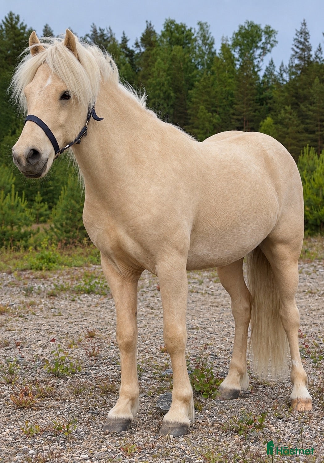  hästar Valack med utstrålning - Annons 4
