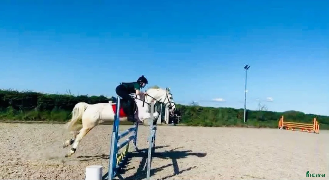 Hoppning hästar till salu: LÄROMÄSTARE ✨️🦄 i Lindesberg - Annons 3