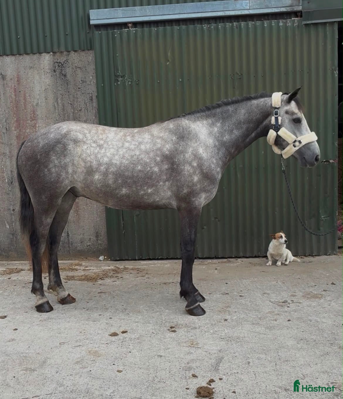  hästar Connemara gelding 155cm - Annons 6