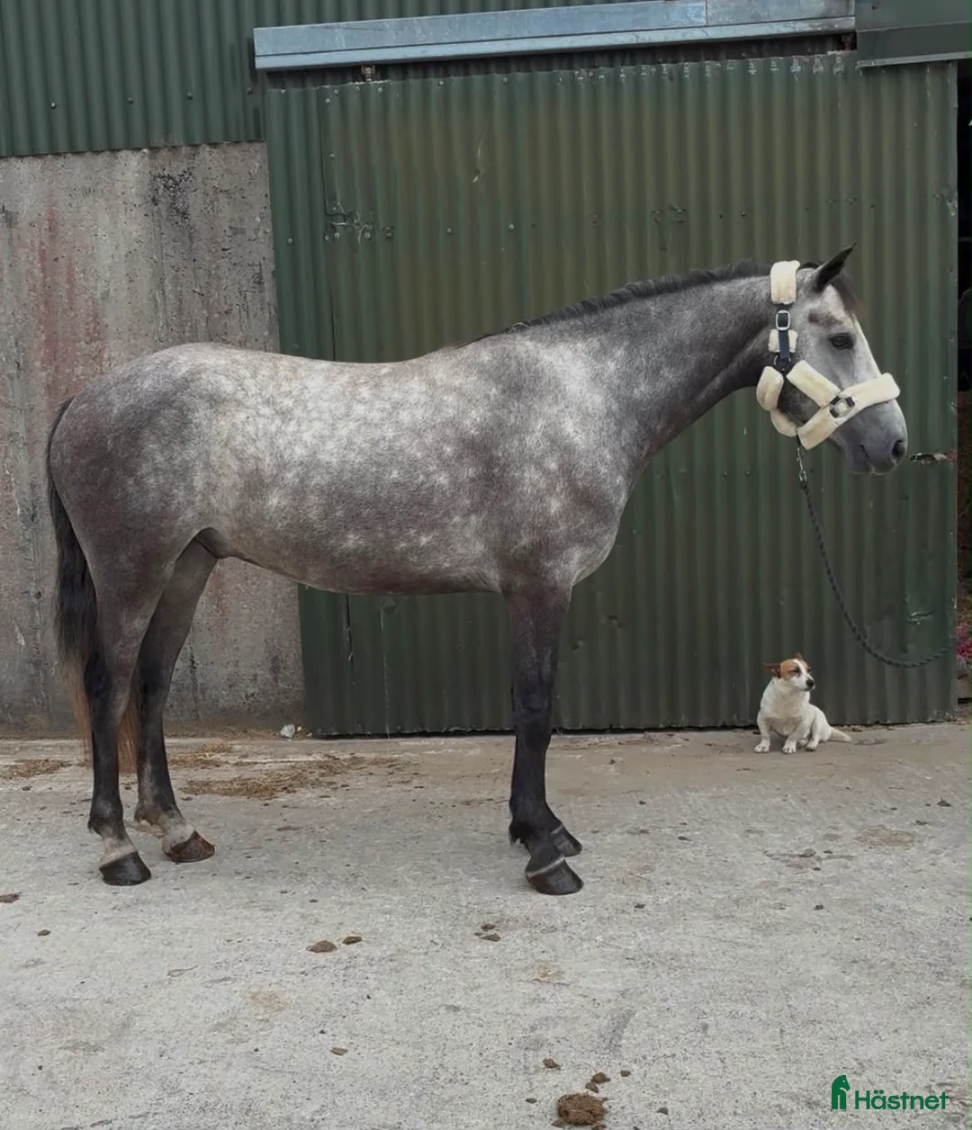 Allround hästar till salu: Connemara gelding 155cm - Annons 1
