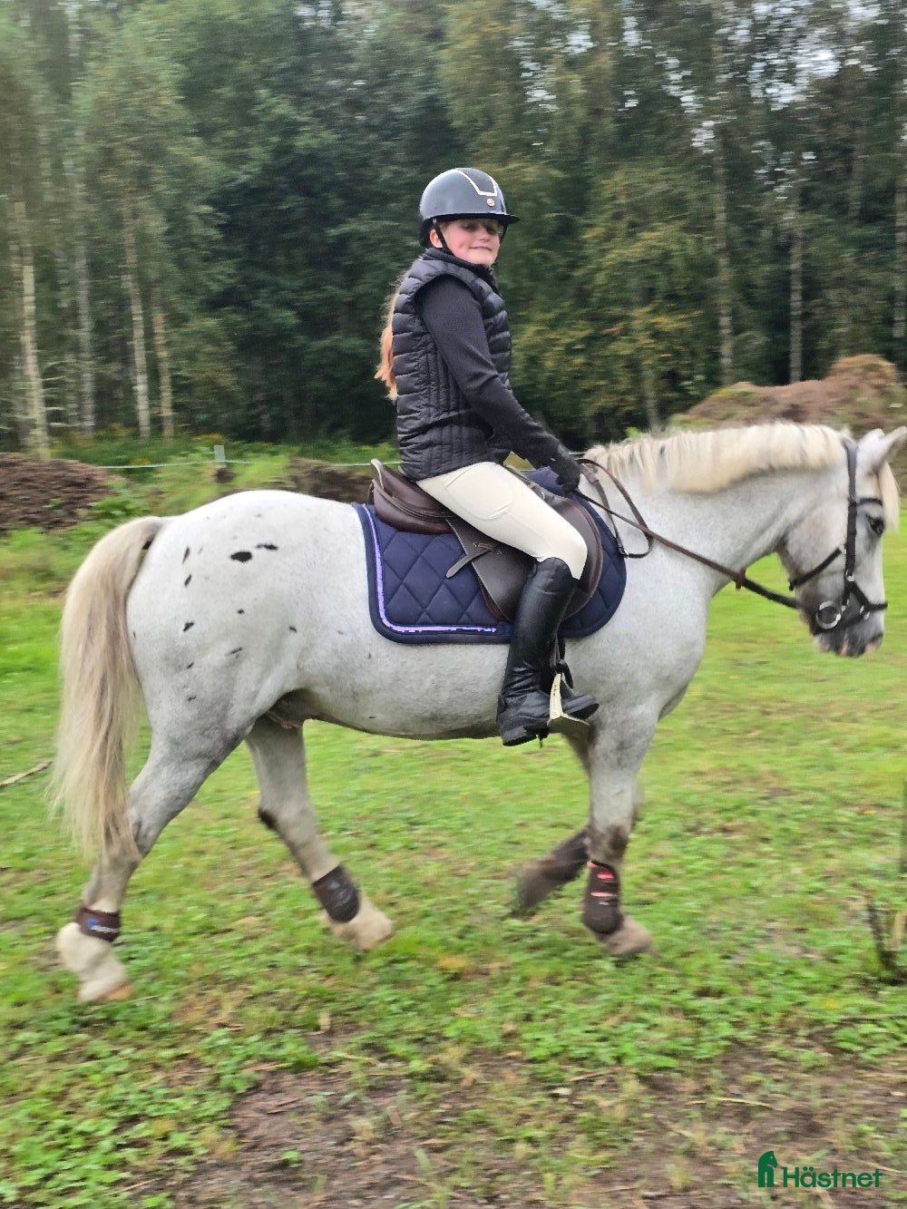  hästar Världens bästa kompis - Annons 2