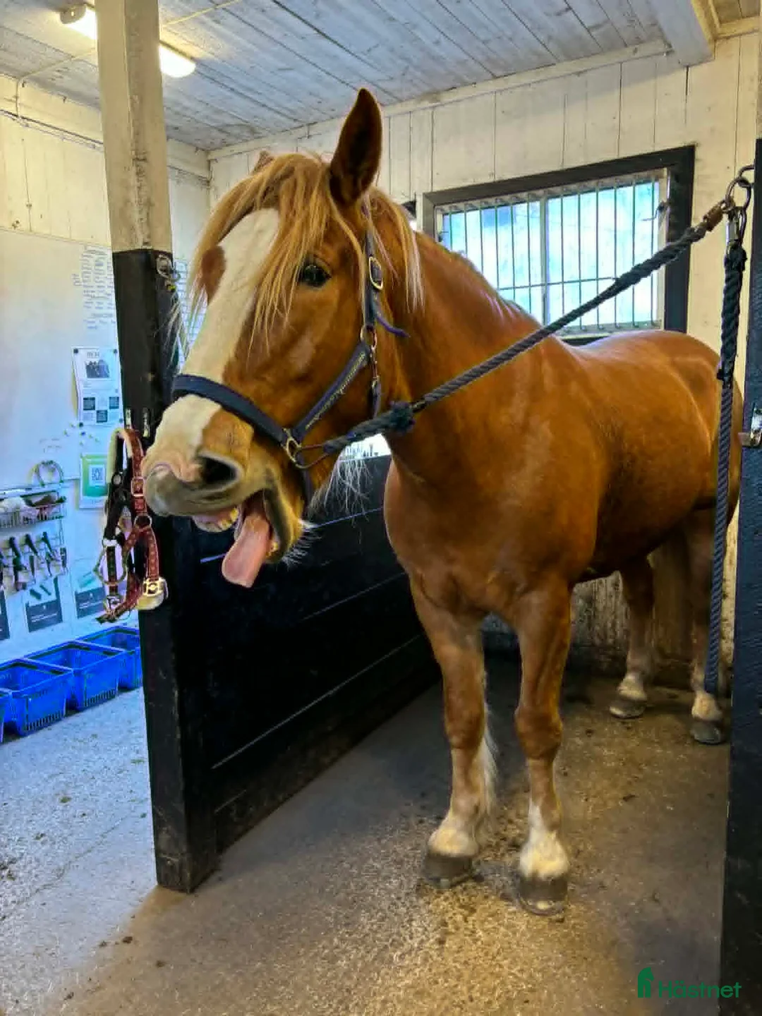 Allround hästar till salu: Stor nordsvensk travarvalack - Annons 2