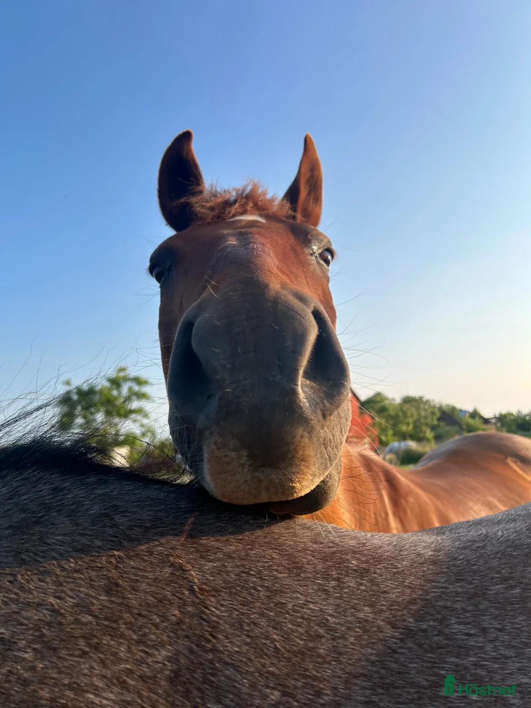 Allround hästar till salu: Halvblod/Arab säljes alt bytes.  i Köpingsvik - Annons 2
