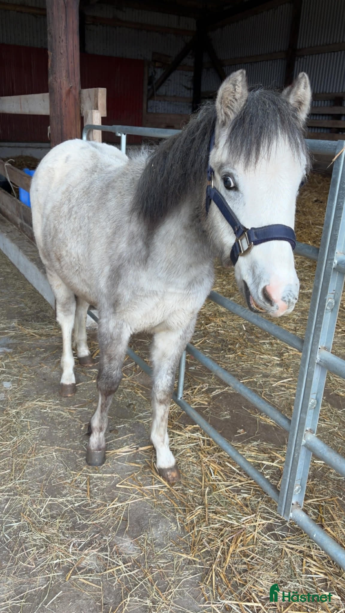  hästar Welsh valack  - Annons 6