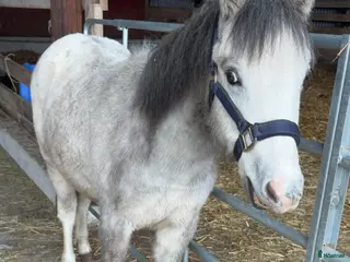 hästar Welsh valack - Annons 7