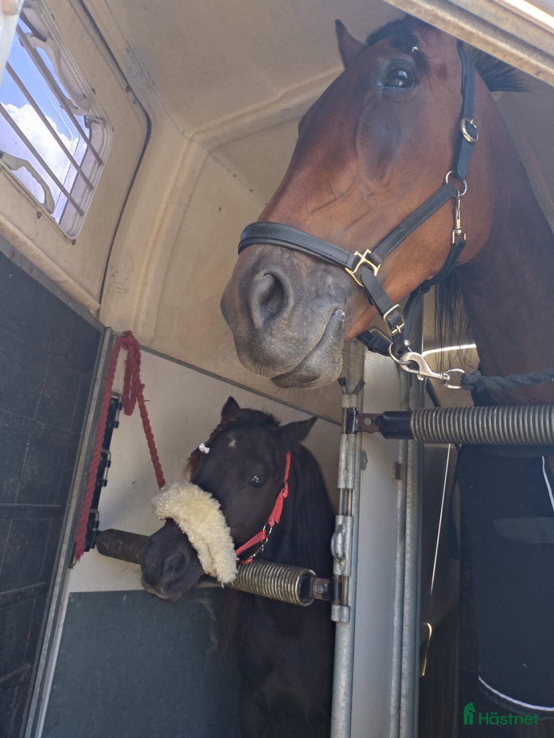 Allround hästar till salu: Shettissto 17 år. i Lövstabruk - Annons 2