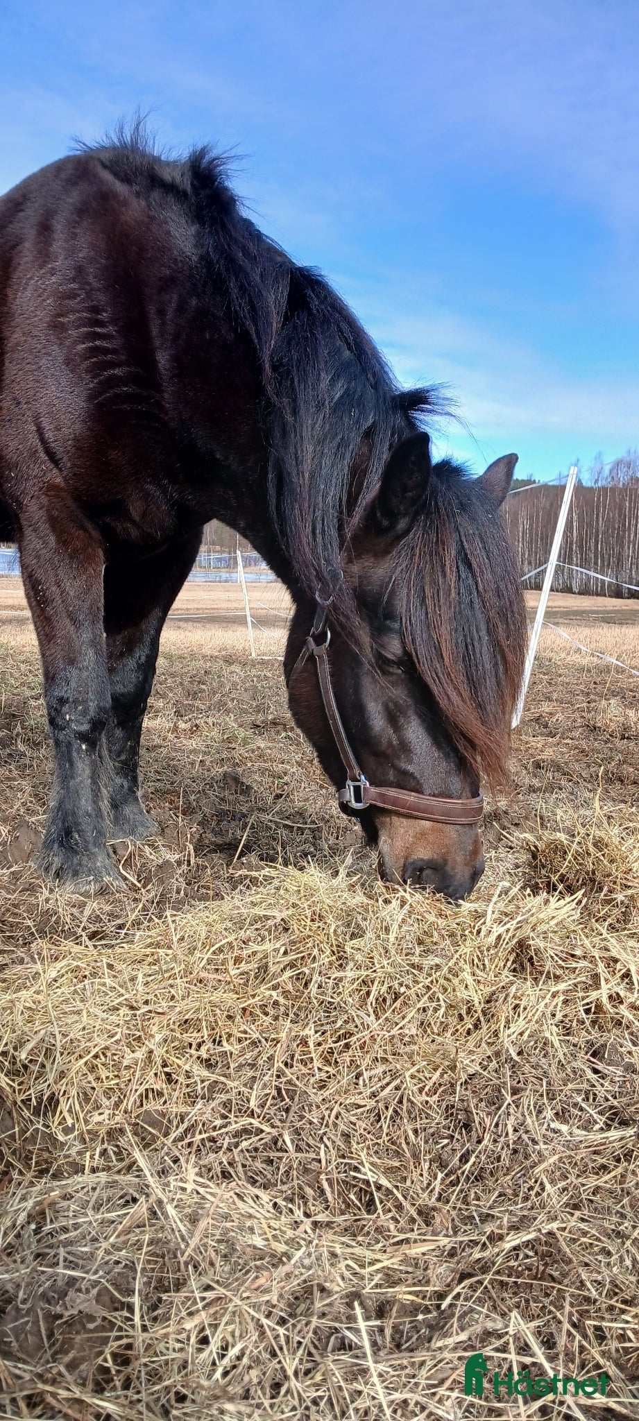  hästar Fröken söker sin kompis - Annons 1