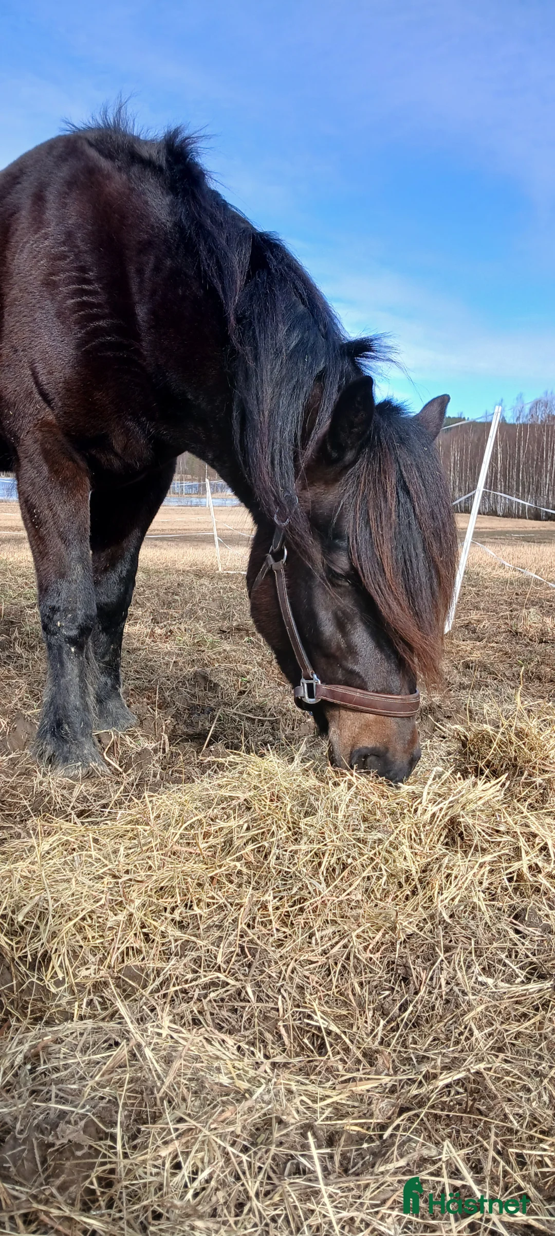 Allround hästar sökes: Fröken söker sin kompis - Annons 1