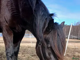 hästar Fröken söker sin kompis - Annons 1