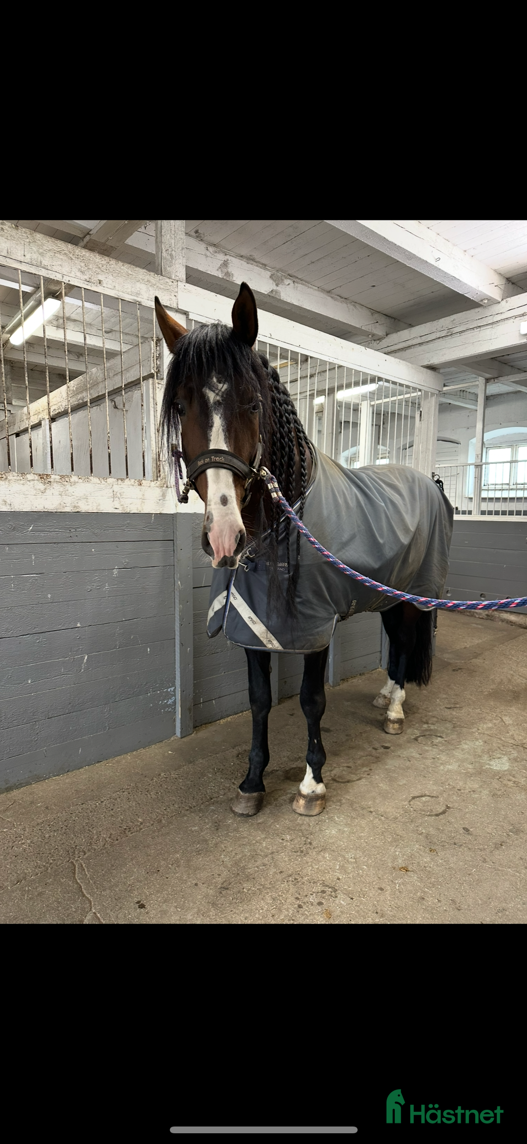 Distans hästar till salu: Min drömhäst är tillsalu  i Vretstorp - Annons 3