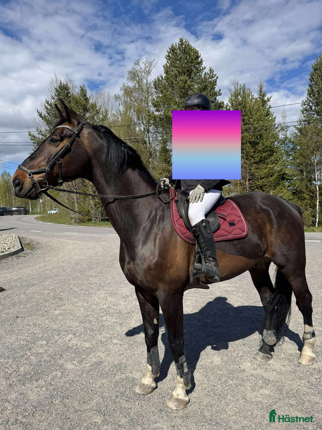 Allround hästar till salu: Trevlig allroundhäst/ridgymnasium? i Bjästa - Annons 1