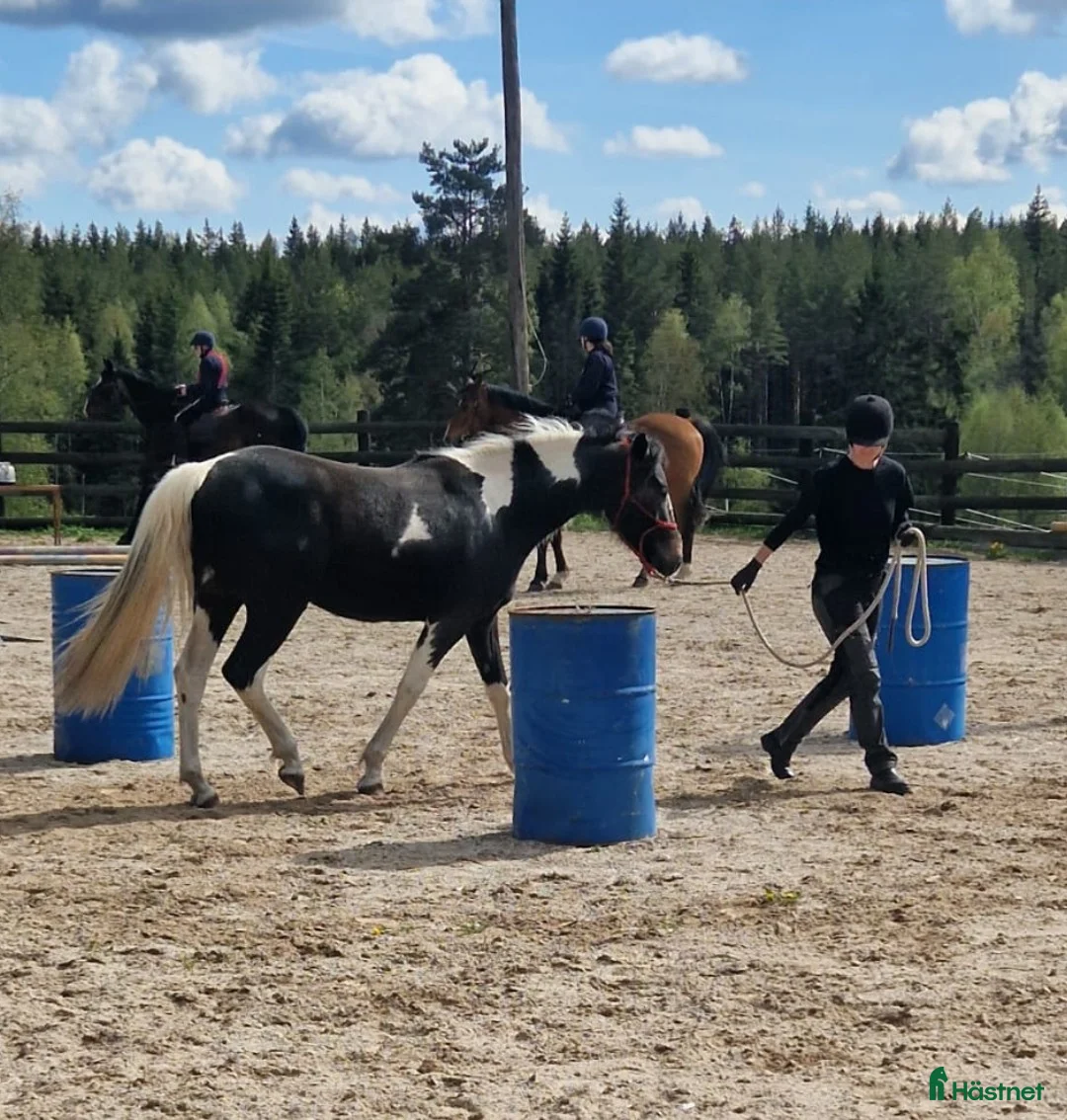 Allround hästar till salu: Härlig valack till salu i Vetlanda - Annons 2