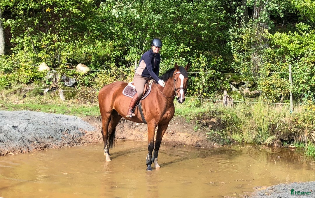  hästservice finnes: Ungdomsläger fälttävlan i Målsryd - Annons 8
