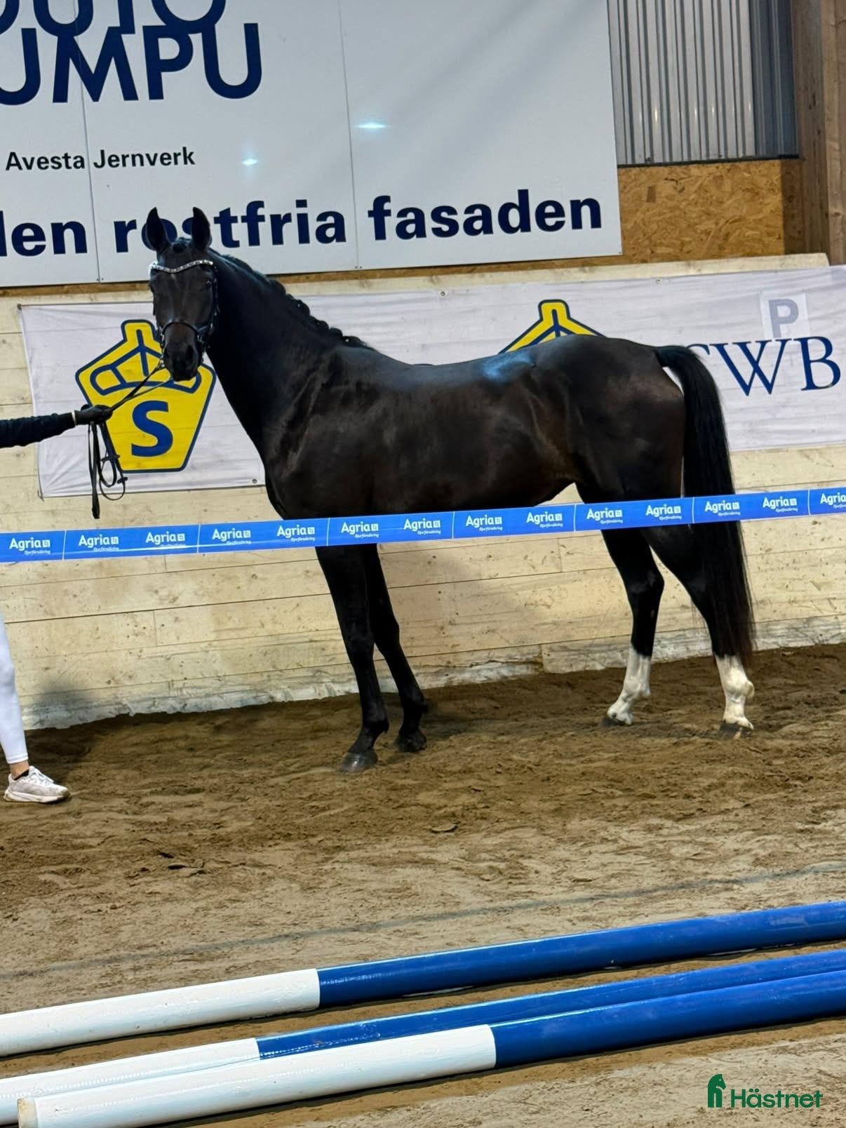  hästar Trevlig unghäst för den som vill göra hela resan - Annons 7