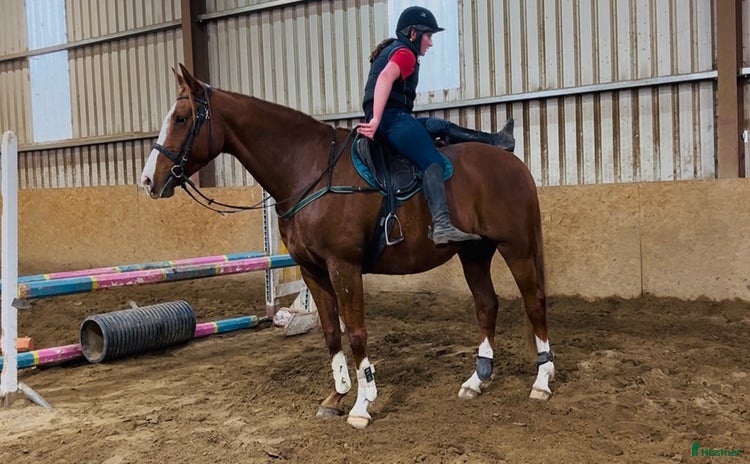  hästar i Ljungby - Annons 2