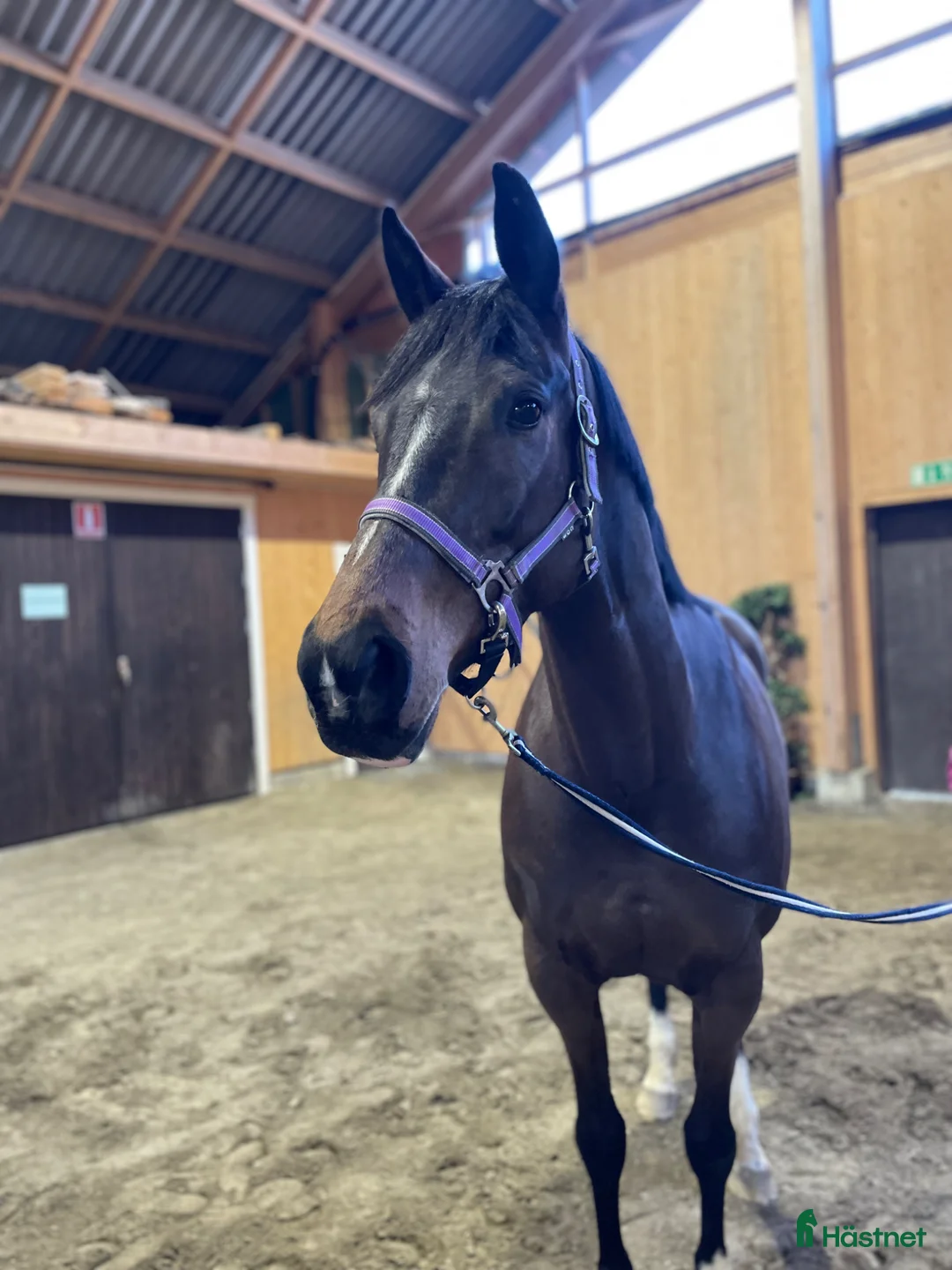 Sällskap hästar till salu: Framtida fölsto💜 - Annons 2