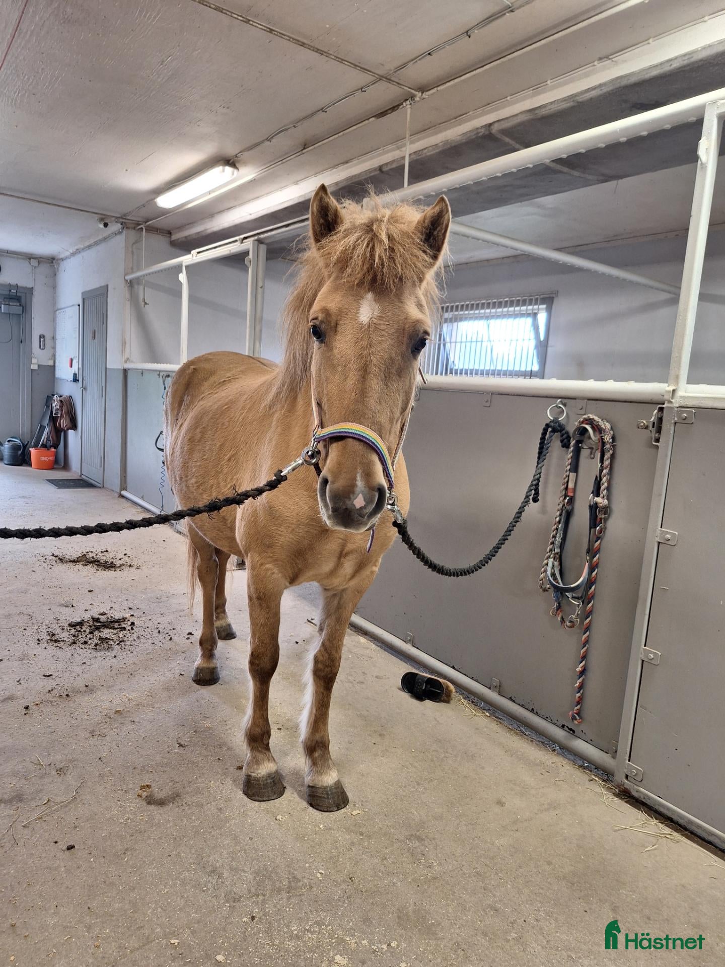  hästar Lugn och orädd 5-åring - Annons 9