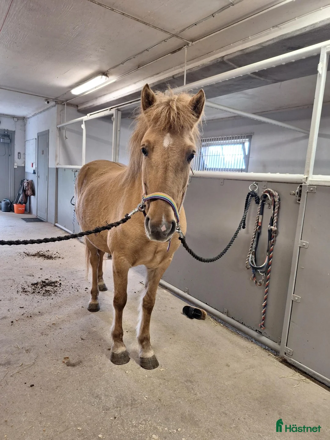 Island hästar till salu: Lugn och orädd 5-åring - Annons 1