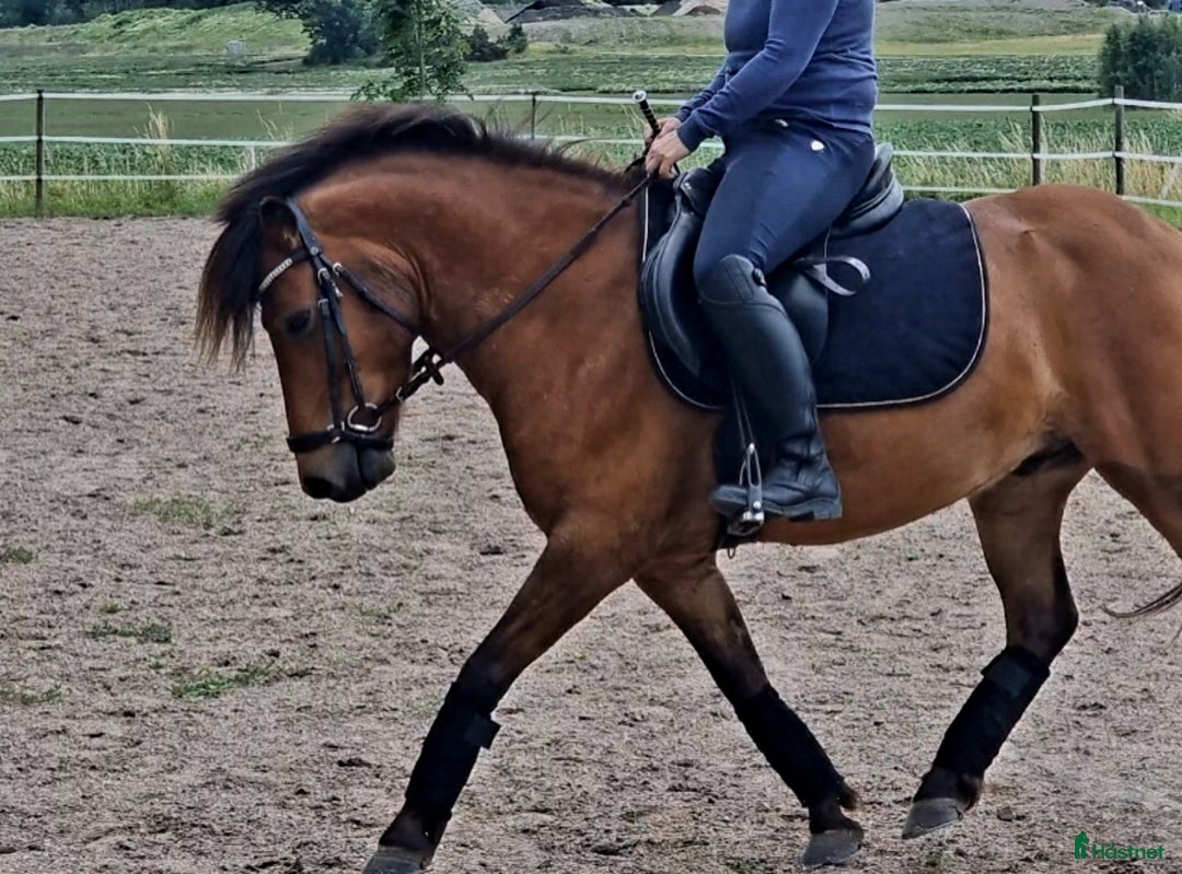 Allround hästar till salu: Fin russkille till tävlingsryttare *TINGAD* i Norrköping - Bild 5