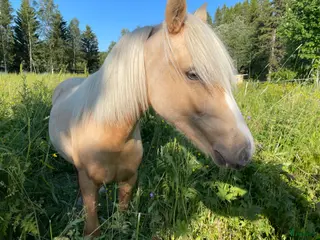 hästar Vems drömponny? i Mörsil - Annons 2