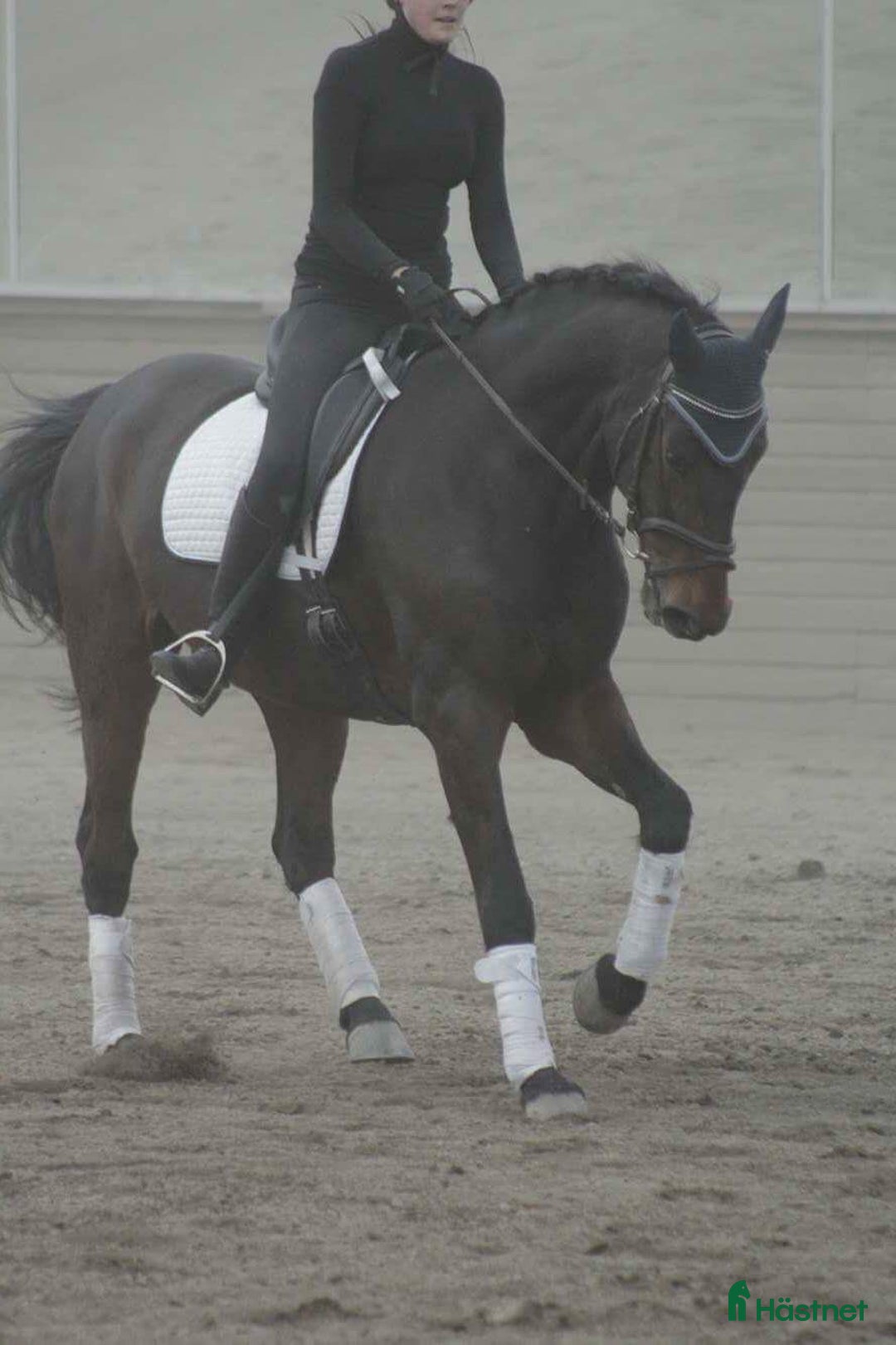  foderhäst sökes: Ny kompis sökes! i Örnsköldsvik - Annons 1