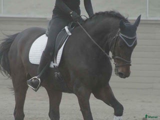 foderhäst Ny kompis sökes! i Örnsköldsvik - Annons 1