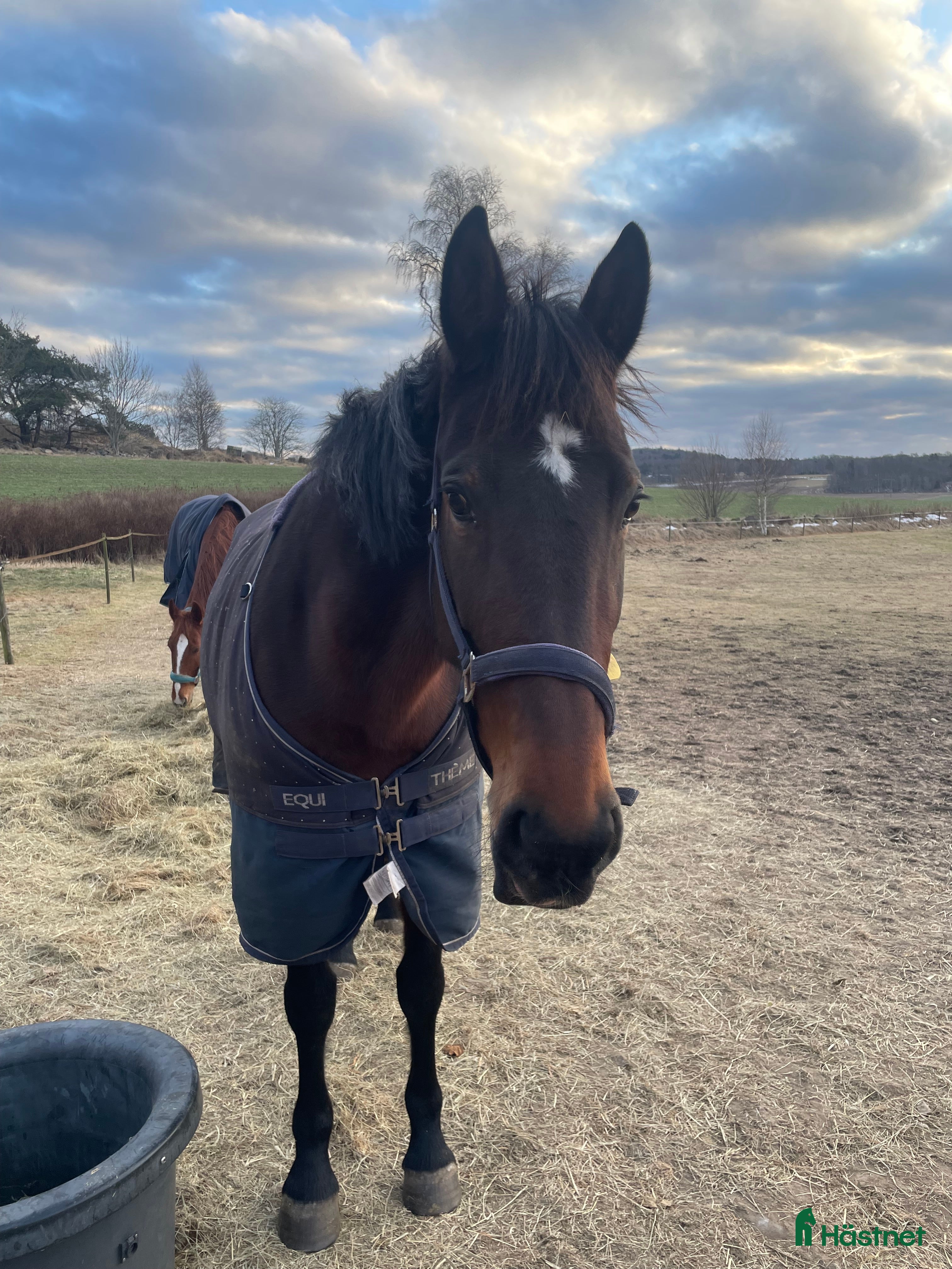  hästar Nu söker Nicoise nytt hem! i Fjärås - Annons 18