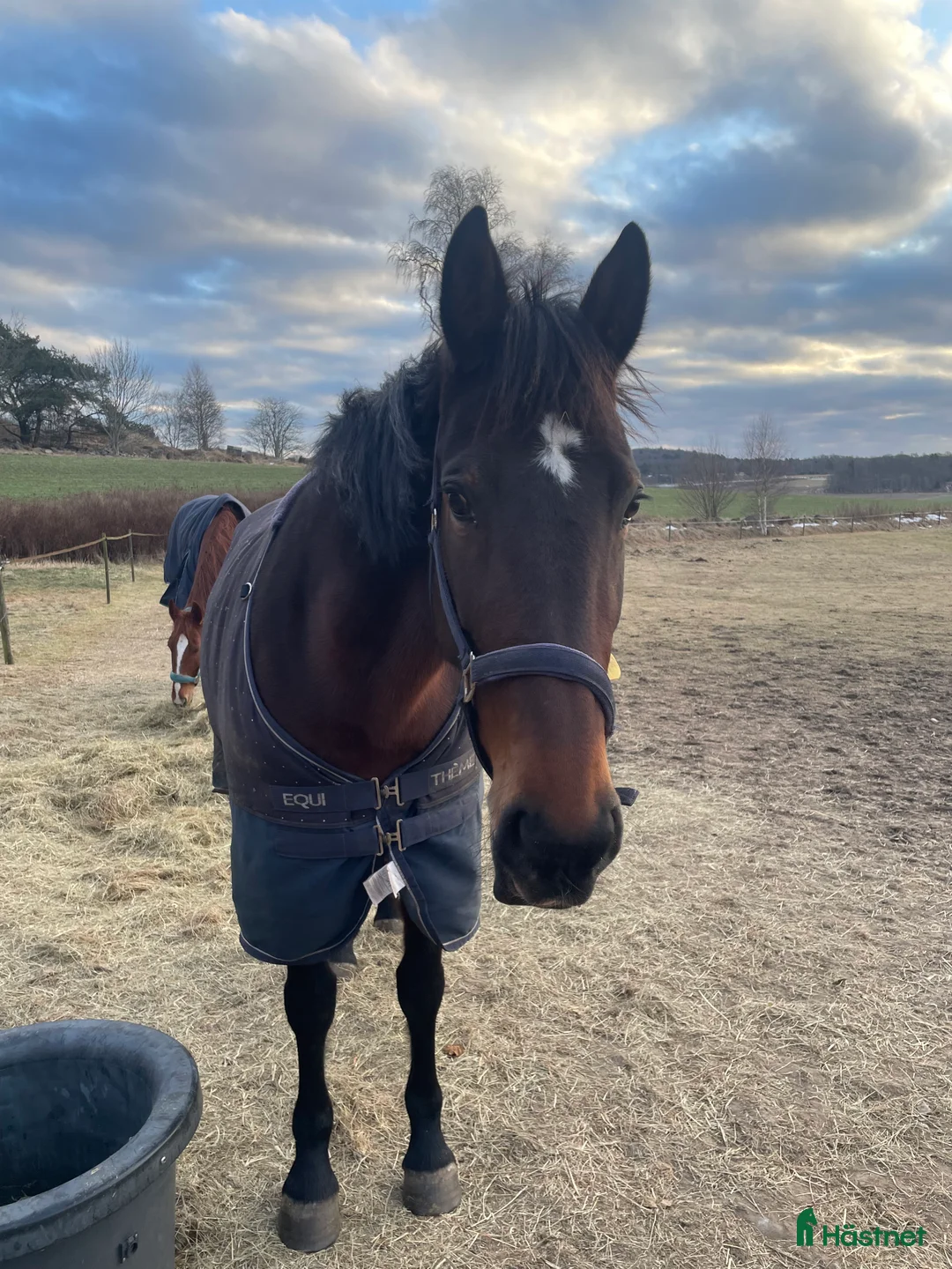 Allround hästar till salu: Nu söker Nicoise nytt hem! i Fjärås - Annons 1