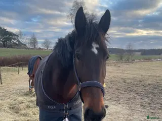 hästar Nu söker Nicoise nytt hem! i Fjärås - Annons 18