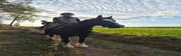 Allround hästar till salu: Känslig och snäll Welsh Cob söker för-alltid-hem i Habo - Annons 2