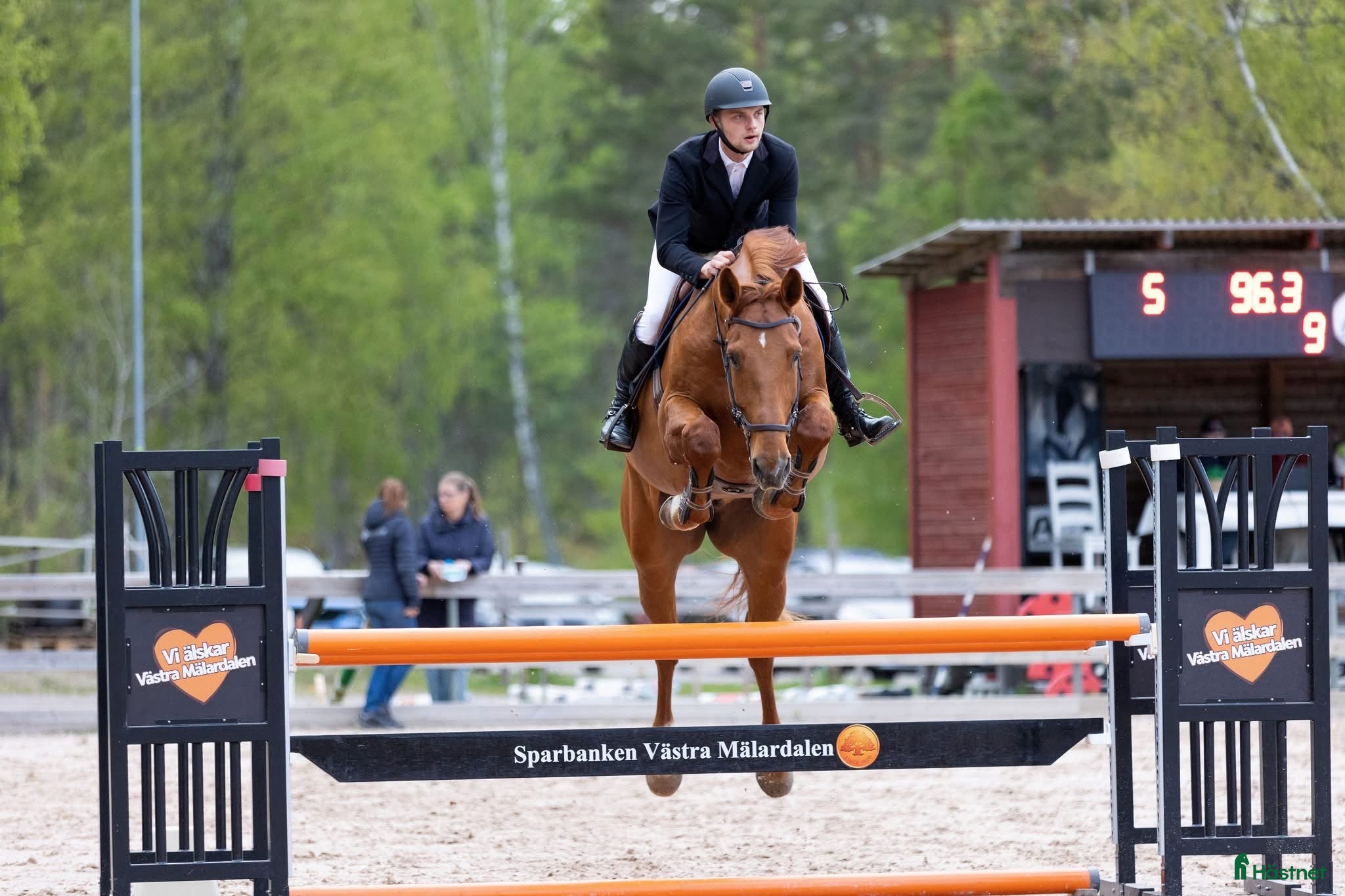  hästar Vänlig valack - Annons 7