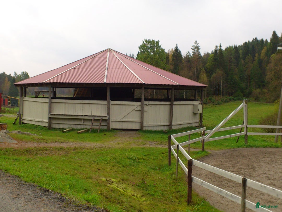  hästjobb finnes: Jobb på islandshästgård! i Mysen - Annons 3