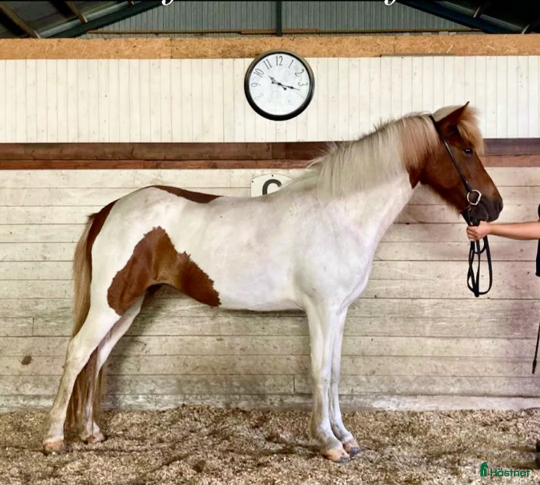 Island hästar till salu: Flott femgångssto dräktig m Havadi frá Haukholtum i Östhammar - Annons 7