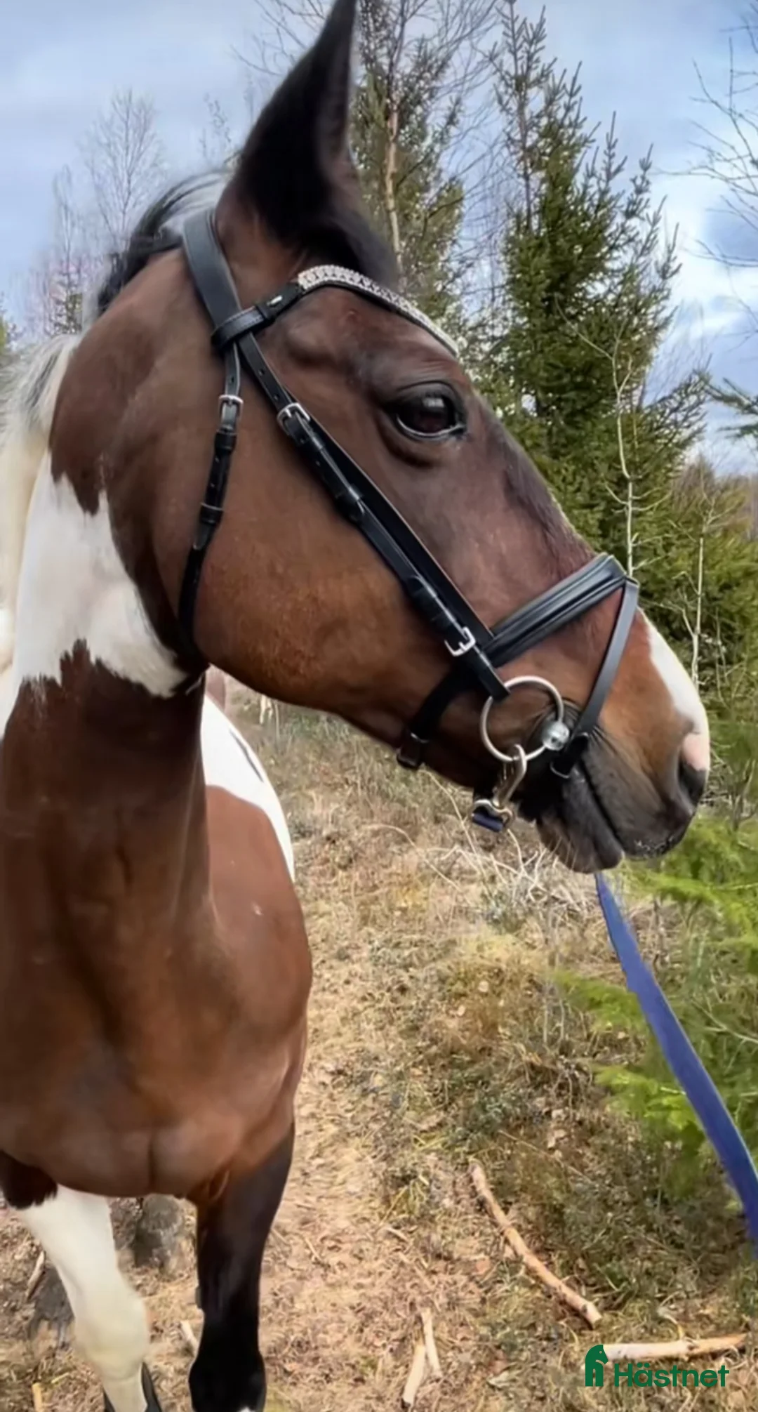 Sällskap hästar till salu: Sällskaps-/promenad-/projektponny - Annons 1