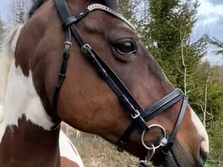 hästar Sällskaps-/promenad-/projektponny - Annons 2