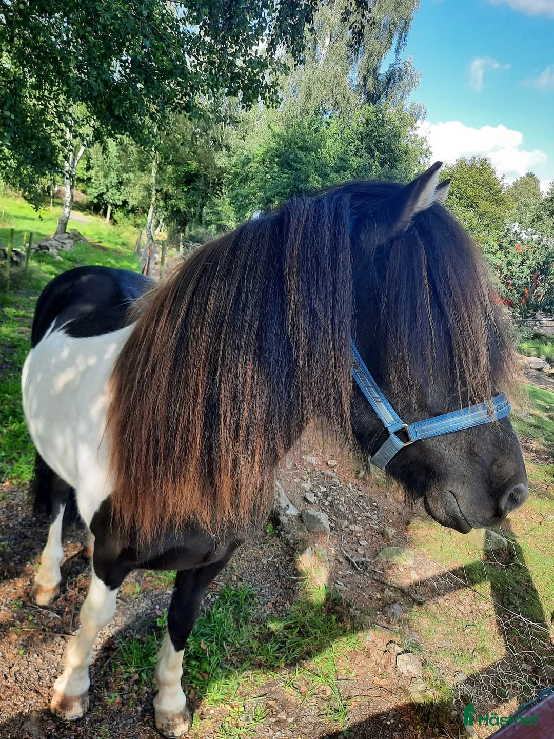 Island hästar till salu: Vacker valack till salu - Annons 2