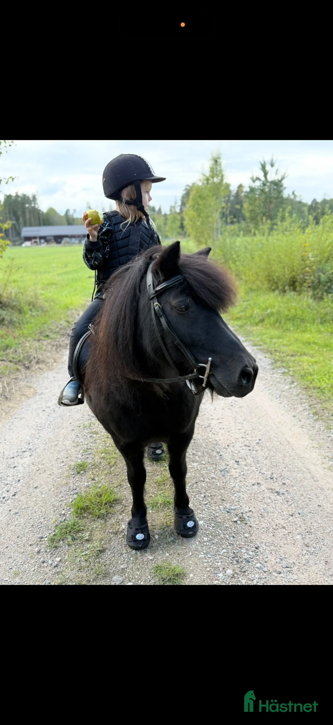 Övrigt hästar till salu: Supersnäll barnponny - Annons 1