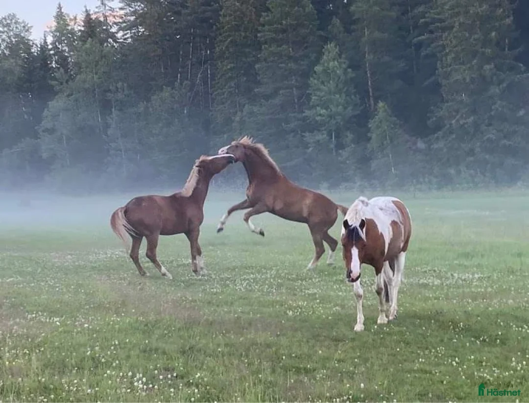  stallplats finnes: Stallplats i Åkersberga  - Annons 2
