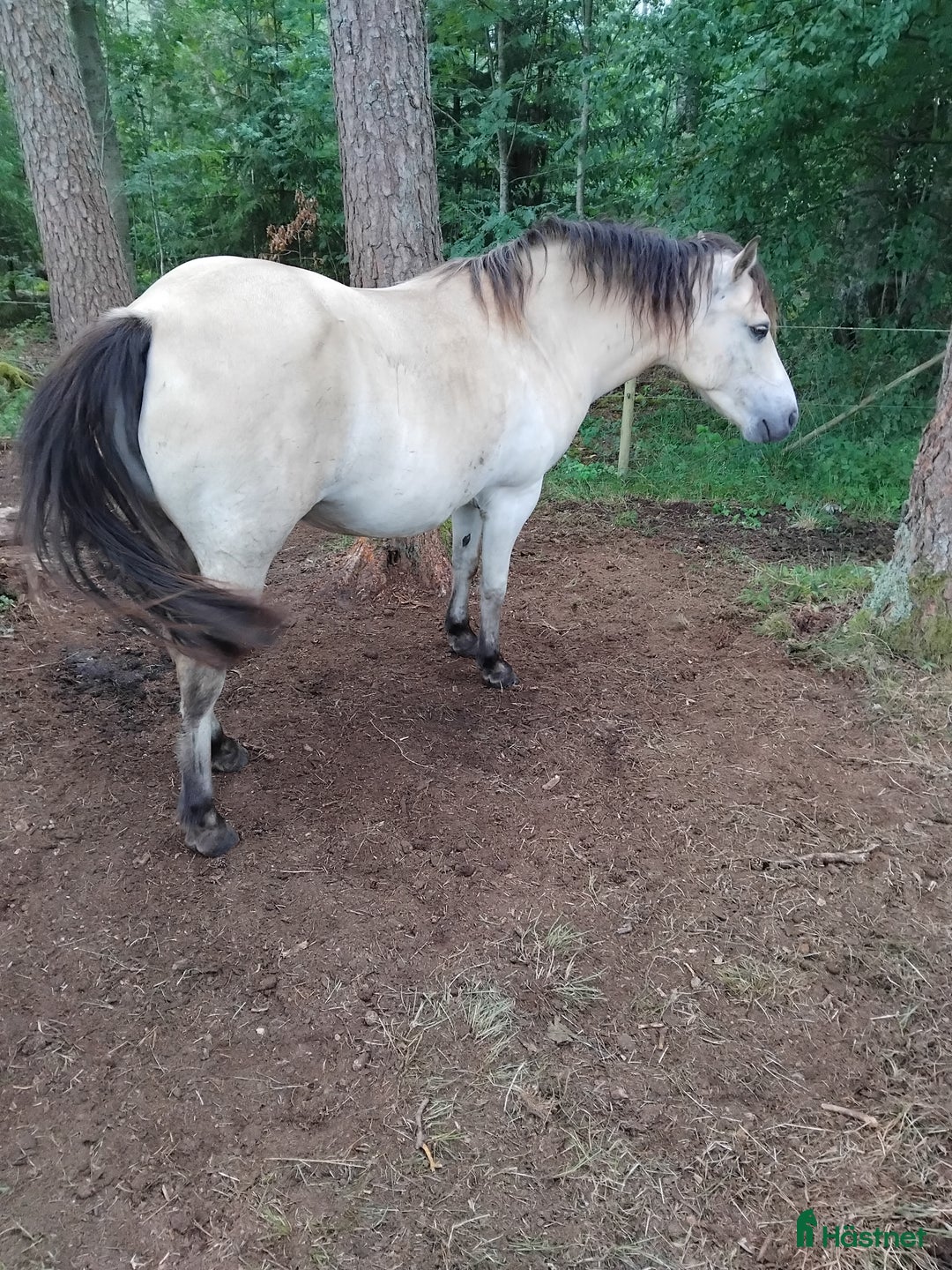 Avelshästar hästar till salu: Vår lilla russfamilj är till salu. i Månstad - Annons 3