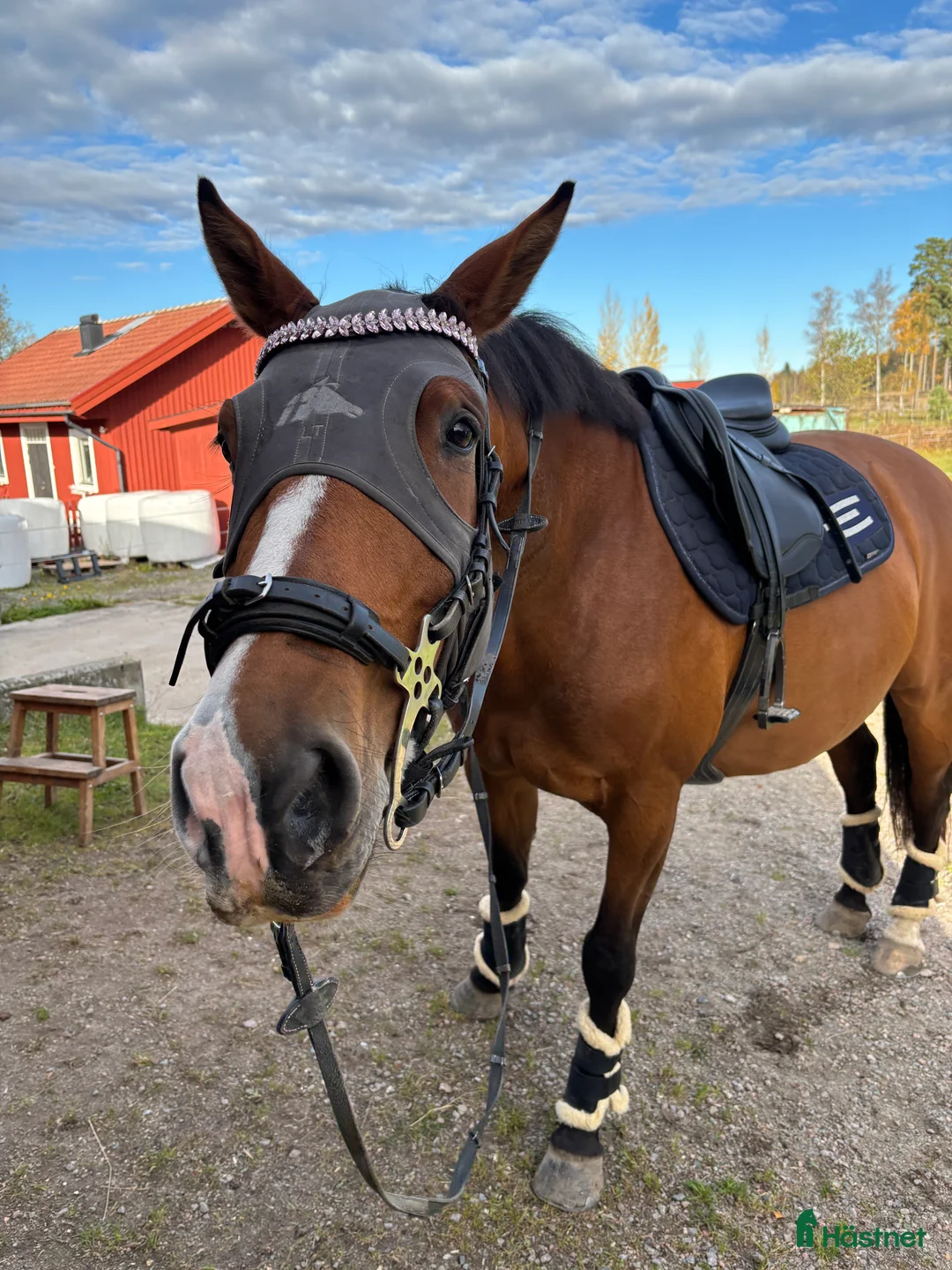 Träns hästutrustning till salu: Pannband,  - Annons 3