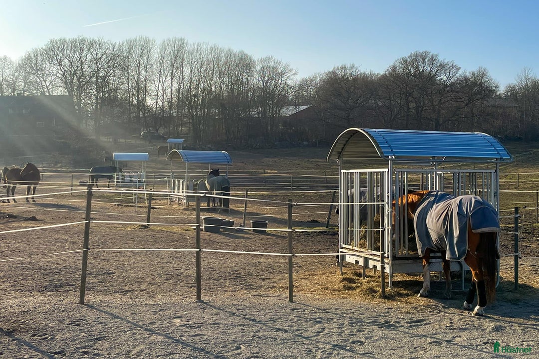  stallplats finnes: ✨ Lediga stallplatser i Karlskrona✨ i Lyckeby - Annons 4