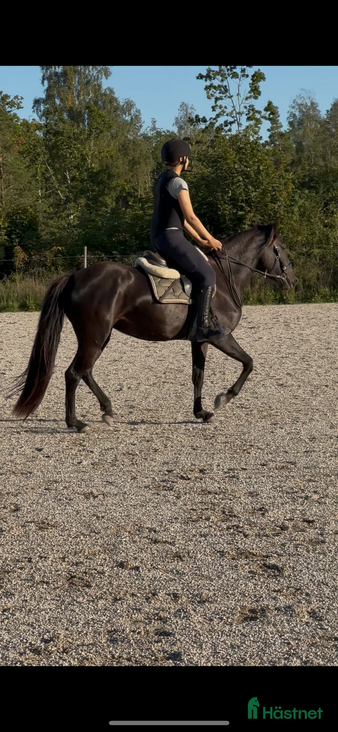 Allround hästar till salu: Din framtida ponny  - Annons 3