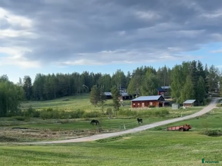 hästar Sällskapshäst sökes! i Särna - Annons 6