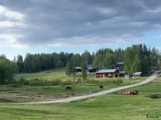 hästar Sällskapshäst sökes! - Annons 2